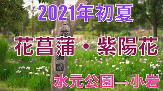 【4K】2021年　花菖蒲・紫陽花〜水元公園から小岩へお散歩