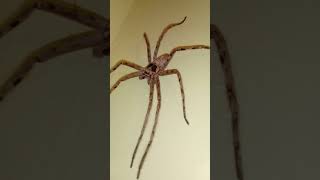 বাঘ মকৰা (tiger spider)