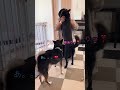 感動の再会、、、？ 甲斐犬 柴犬 再会 shorts