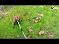 guy detangles a fox from clothesline the dodo