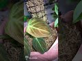 Тотем для растений Филодендрон Меланохризум филодендрон philodendron philodendronmelanochrysum