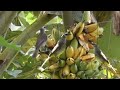 Menjebak  Burung Sa,at Asik Makan Buah Pisang