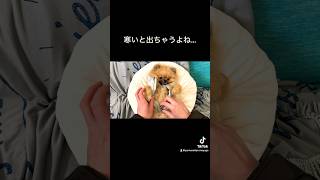 寒い日の日常🫧#shorts #short #日常 #vlog #犬 #dog #ポメラニアン