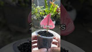 Anthurium roots extremely quickly when grown from organic seeds