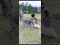 Playful Baby Elephant Rips Model's Skirt 🐘🐘 World Wild Web #wildlife #shorts #elephant