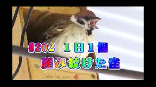 １日１個産み続けたスズメ ～One egg a day!～