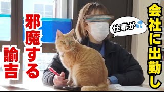 【猫動画】１年ぶりの会社♫ #元野良猫 #猫との暮らし #ネコ #ねこ #cat