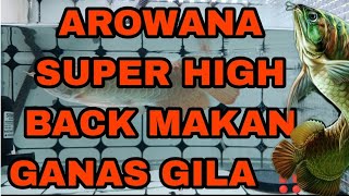 AROWANA SUPER HIGH BACK MAKAN CENGKERIK ‼️MEMANG GANAS BOSS‼️#arowana #super #high #back #ikan #asia