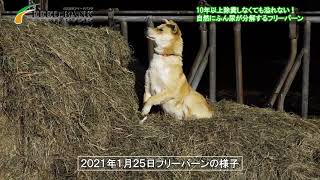 【2021年1月25日】真冬のフリーバーンの様子（北海道別海町の牧場）