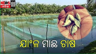 କେନ୍ଦ୍ରାପଡା ରେ ଯାଂଳ ମାଛ ଚାଷ |