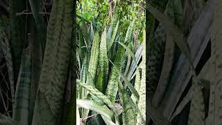 റോഡ് സൈഡ് നിറയെ snake plant (sansevieria)