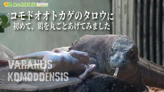 【東山動植物園公式】コモドオオトカゲに初めて鶏を丸ごとあげてみました《 コモドオオトカゲ　コモドドラゴン　トカゲ　爬虫類  》