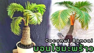 บอนไซมะพร้าวสวยๆ Coconut Bonsai