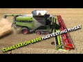 4Kᵁᴴᴰ Harvest 2024: Claas Lexion 8800 TT with 1380 Convio header cutting winter wheat in Suffolk