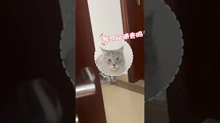 猫猫会听得懂人话吗？叫他进来他真的会进来吗#cat #mainecooncorner #cute #mainecoon