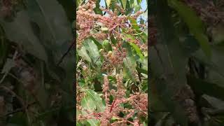 blossom on a mango tree | आंब्याचा मोहर 🌳🌾 #summer is here #mangoflowers