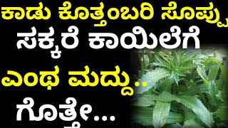 ಈ ಸೊಪ್ಪು ಸಕ್ಕರೆ ಕಾಯಿಲೆಗೆ ಎಂತ ಮದ್ದು ಗೊತ್ತೇ..! #shree kichen#Kannada health tips#