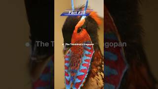 The Temminck's Tragopan Pheasant 💖❤️ #limitless #factzz #short