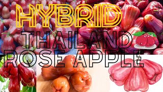 ഞങ്ങളുടെ ഹൈബ്രിഡ് തായ്‌ലൻഡ് റോസ് ആപ്പിൾ😋😋👌🏻 #our hybrid thailand rose apple😋😋😋👌🏻👌🏻👌🏻🤩#nimfrey volgs