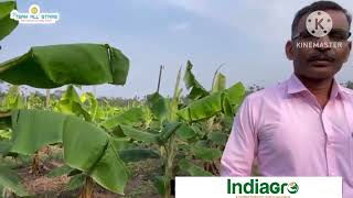 Indiagro Agro Products - Amazing Results in Banana Plantation (Malayalam)