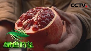 《绿色时空》种植红心水果有“搭档” 20190217 | CCTV农业