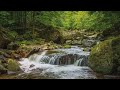 Suara aliran sungai & Suara burung di hutan - meditasi - relaksasi - pengantar tidur