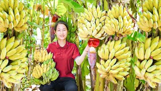 3 Days Harvesting Banana Garden goes to the market sell | Build life farm  | Tieu Tam Daily Life