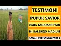 testimoni pupuk savior pada tanaman padi di sawah nya pak saniyo balerejo madiun (part 7)