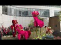 lion dance chinese new year celebration 農曆新年舞獅 採青