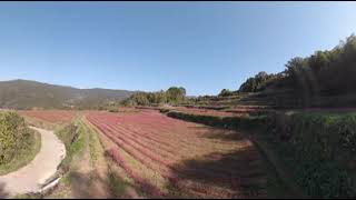 【360°】長崎 佐世保市矢峰 赤いソバの花の棚田（高嶺ルビー）【VR】