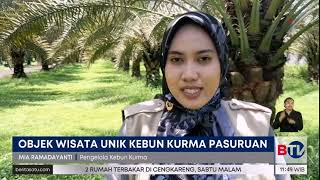 Unik, Ada Kebun Kurma di Pasuruan