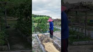 ยังอยู่กับแปลงปลูกผัก #แปลงผัก #gardening #garden #เกษตรผสมผสาน #farming #เกษตรพอเพียง #สวน #nature