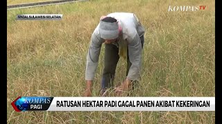 Ratusan Hektar Padi di Sinjai Gagal Panen Akibat Kekeringan