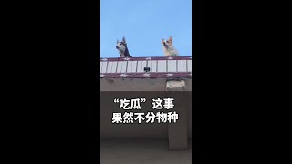 听到有人吵架，狗子们排队看热闹。#吃瓜群众 #山东dou知道 #狗狗