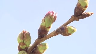 広島のサクラ開花は？　朝から暖かな陽気