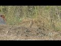 grey francolin call