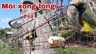 Bây chim hút mật 5mau dơt lại con mồi mới xong lông _ CẦN MIỀN TÂY