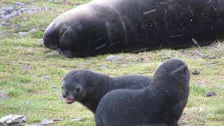 Grytviken, South Georgia Island, Fur Seal Pups