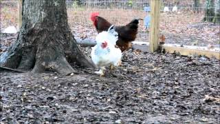 Rooster dancing for hen