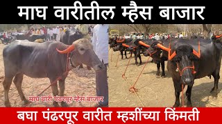 माघ वारी पंढरपूर येथील म्हैस बाजार,बघा वारीतील म्हशींच्या किंमती buffalo market in Maharashtra