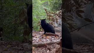 【伏見稲荷】何かを探して呼んでる？黒猫タマ　A black cat calling looking for something