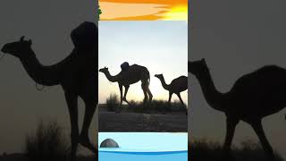 Makhluk Super  yang Bisa Hidup Tanpa Air Berhari-hari#unta#hewan unik#dunia hewan #camel