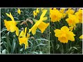 Beautiful Daffodil flowers 💐