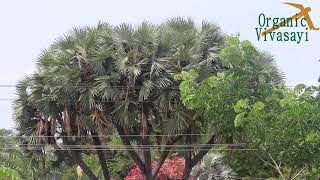 பல கிளைகள் கொண்ட அதிசய கிளை பனை மரம் | Palm tree