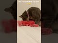 POV : You Get Your Cat a New Toy - PlushPaws