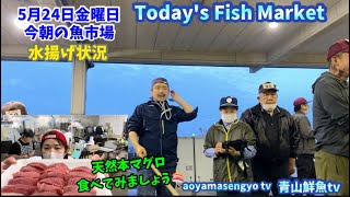 【Today's Fish Market】【水揚げ状況】【本マグロ試食🍣】今朝の魚市場5月24日金曜日の水揚げ状況