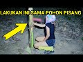 🔴SELAMA 2,TAHUN LAKUKAN INI SAMA POHON PISANG