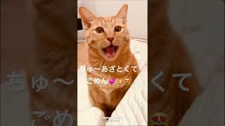 あざといギンちゃんが可愛い〜ィ💓 #cat #茶とら猫 #orangecat #猫のいる暮らし #ねこ #元野良猫 #保護猫 #かわいいだけじゃだめですか