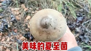 捡蘑菇是体力活，不仅考眼力还要考判断力，一朵接一朵过程太享受