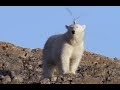 Injured polar bear| CCTV English